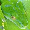 Tutorials, Python Courses: Online and On Site