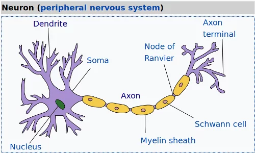 biological neural network