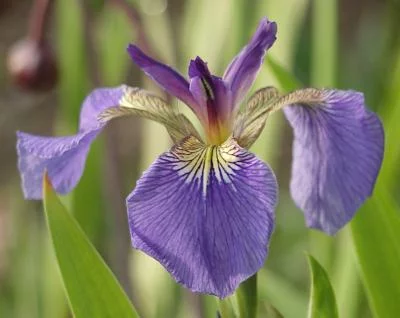 iris setosa