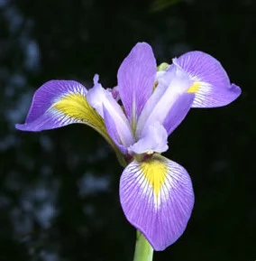 iris virginica