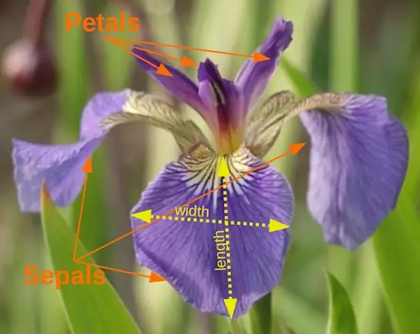 Sepals and Petals in Iris Flower
