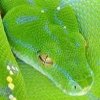 python head